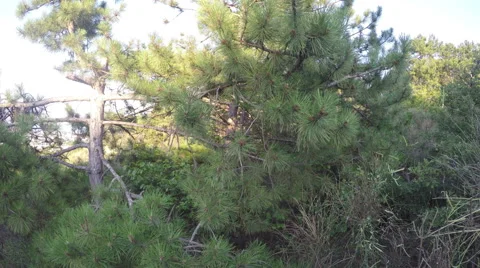 Fir branches Stock Footage 56335201