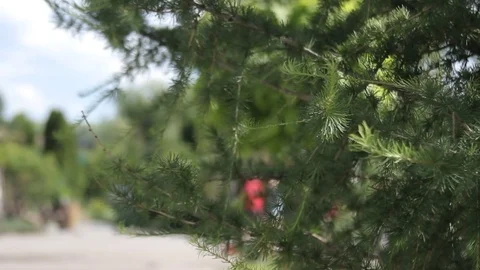 Fir branches Stock Footage 82939448