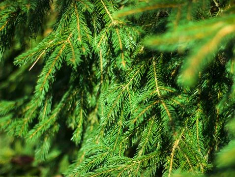 Fir branches in the forest Foto stock