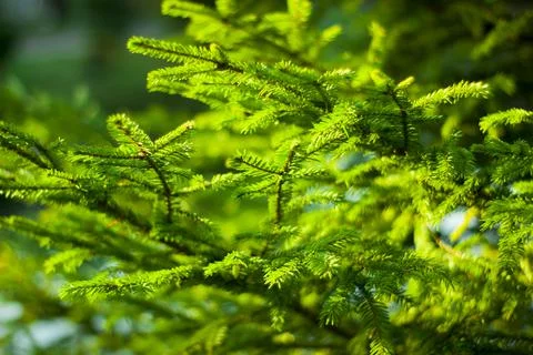Fir branches in the forest Foto stock