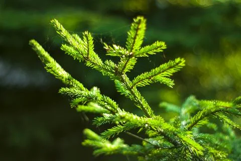 Fir branches in the forest Foto stock