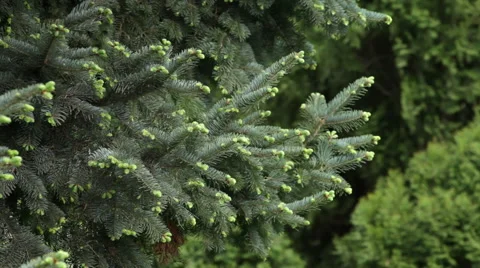 Fir branches with fresh opened buttons, waving on wind on forest background. Stock Footage 49496810