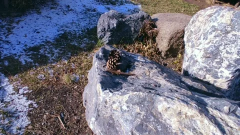 Fir branches in front of the stones in the snow sun glare Stock Footage 220199901