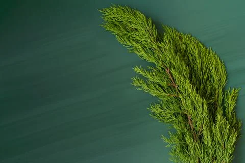 Fir branches on green backdrop Stock Photos