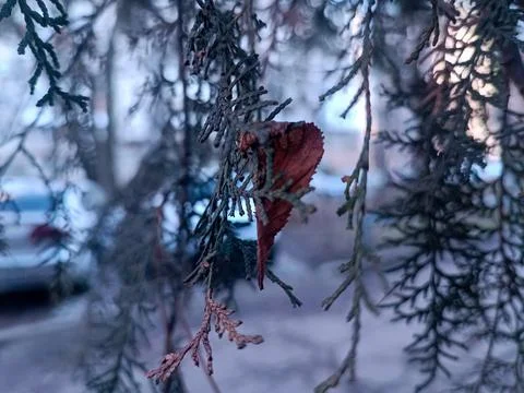 Fir branches hanging down with a blurred background. Foto stock