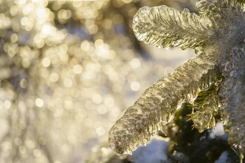 Fir branches in an ice crust after freezing rain. Stock Photos