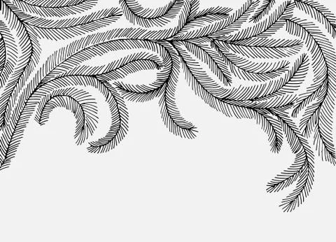 Fir branches Stock Illustration