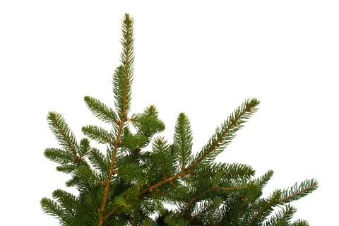 Fir branches isolated Stock Photos
