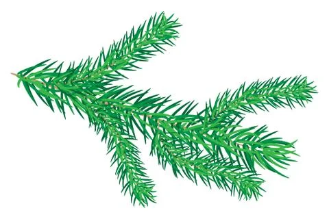 Fir branches isolated on white background. Green lush spruce branch. Stock Illustration