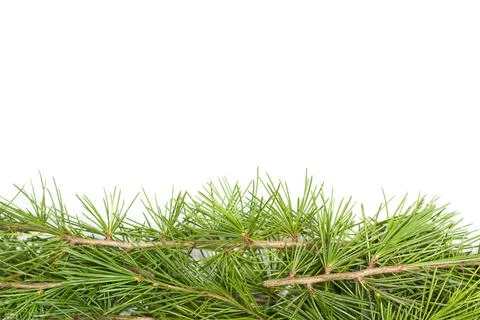Fir branches isolated on a white background Foto stock
