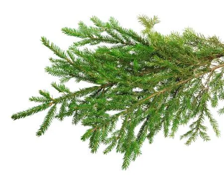 Fir branches isolation on white without shadows. 스톡 사진