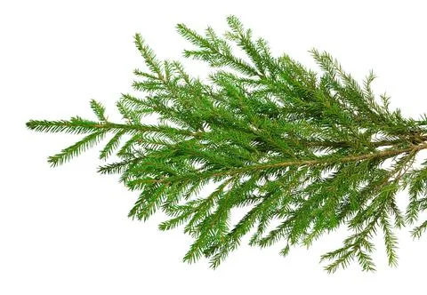 Fir branches isolation on white without shadows. Photos