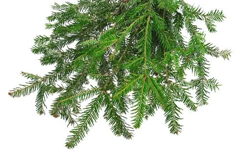 Fir branches isolation on white without shadows. Stock Photos
