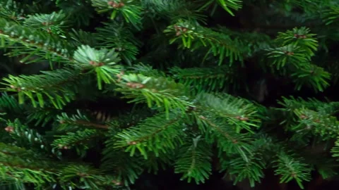 Fir Branches Move in Front of the Camera HD Stock Footage 120352844