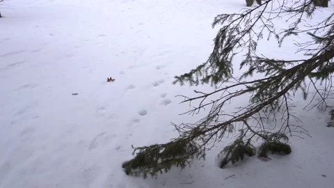 Fir branches move under white soil 스톡 동영상 136246166