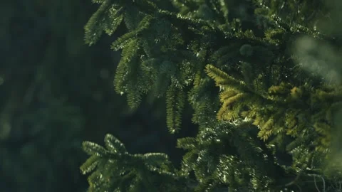 Fir branches moving in wind in forest Video stock 327637024