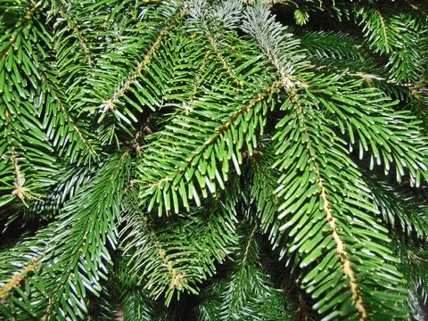 Fir branches - nature, close up Fotos de archivo
