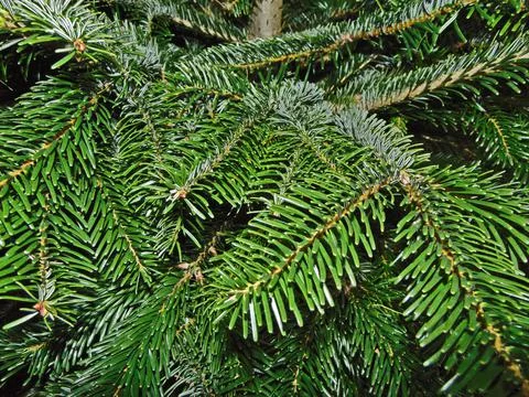 Fir branches - nature, close up Photos