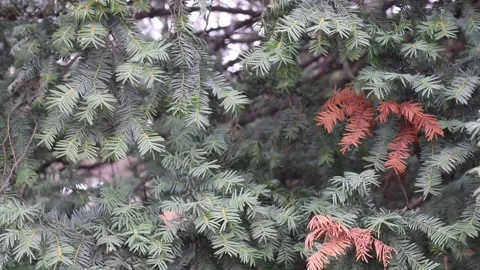 Fir branches near Stock Footage 168579181
