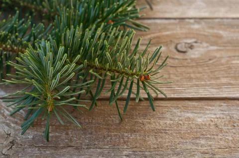 Fir branches Stock Photos