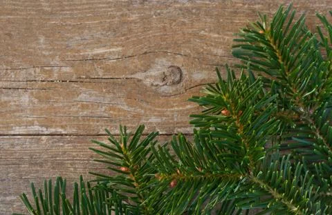 Fir branches Stock Photos