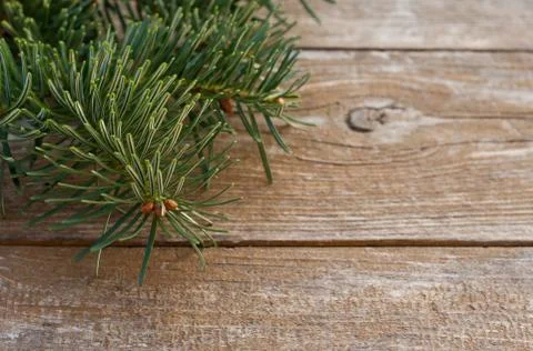 Fir branches Stock Photos