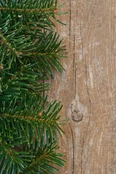 Fir branches Stock Photos