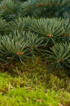 Fir branches Stock Photos