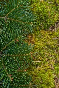 Fir branches Stock Photos