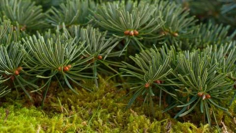 Fir branches Stock Photos