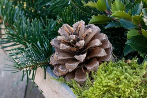 Fir branches Stock Photos