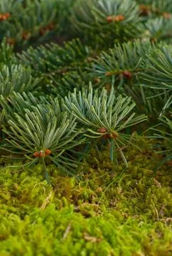 Fir branches Stock Photos