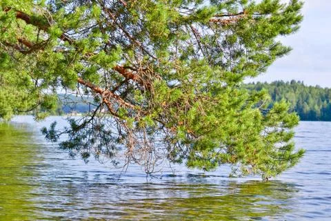 Fir branches Stock Photos