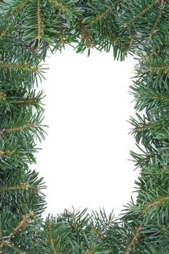 Fir branches Stock Photos