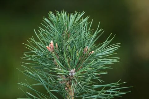 Fir branches Stock Photos
