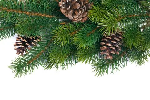Fir branches Stock Photos