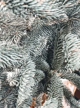 Fir branches Foto stock