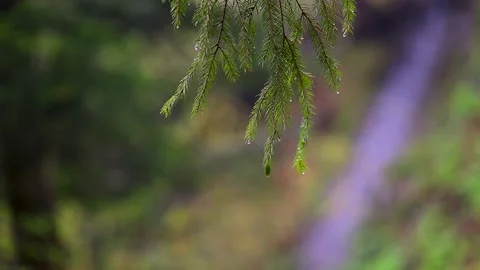 Fir branches with raindrops on the background of mountain valley with river in Stock Footage 143337994