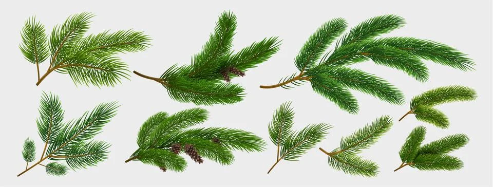 Fir branches. Realistic pine tree Christmas decorative elements isolated Stock Illustration