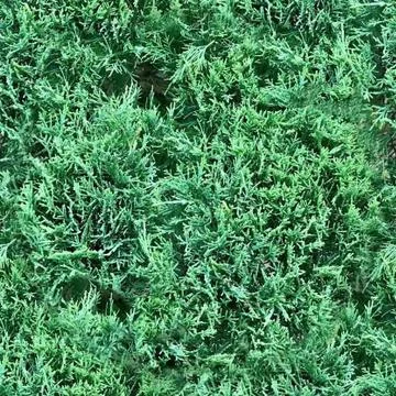 Fir branches, seamless pattern Stock Photos