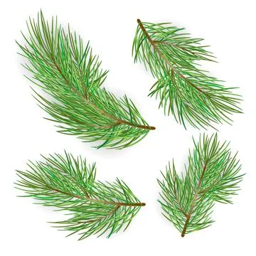 Fir branches set isolated on white background. Pine tree, xmas evergreen plan Stock Illustration