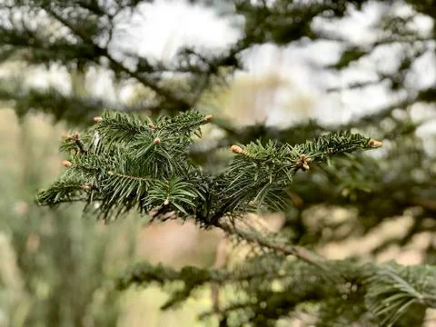 Fir branches, side view Stock Photos