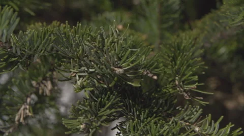 Fir Branches, Slide Movement Stock Footage 64335465