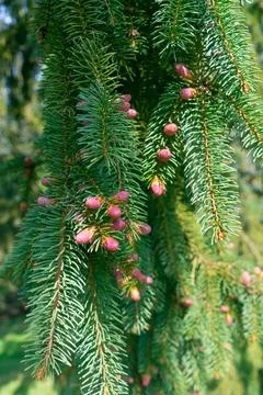 Fir branches with small pink buds. Coniferous natural background. Фото