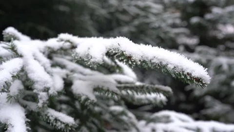 Fir branches with snow and ice, close up. Winter landscape Stock Footage 231368006