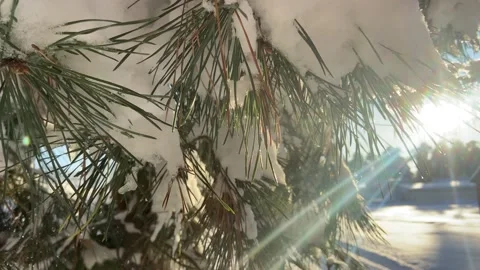 Fir branches in the snow Video stock 226950514