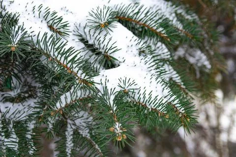 Fir branches in the snow on a frosty winter day Stock Photos