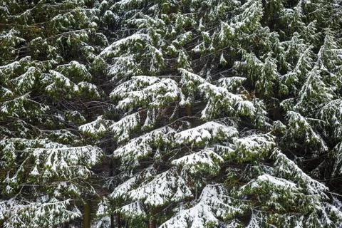 Fir branches with snow Stock Photos