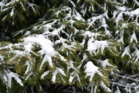 Fir branches in the snow Foto stock