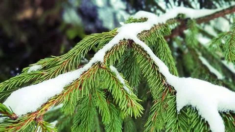 Fir branches in the snow Stock Photos